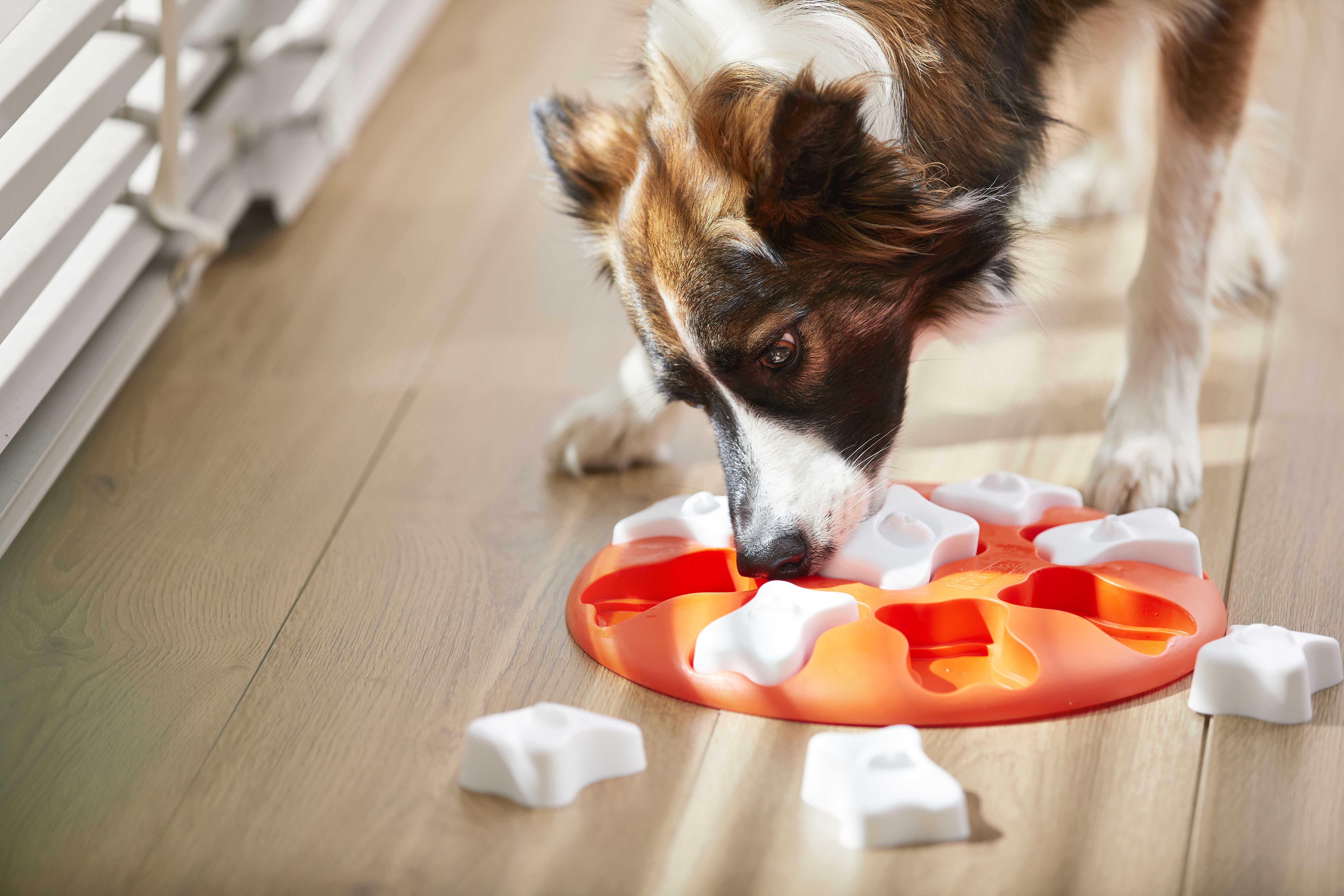 voerpuzzel hond welkoop